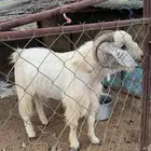تيس فحل