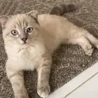 قطط للتبني هملايا 4