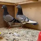 حمام باكستاني كالو