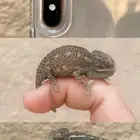 حرباء