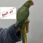 تم البيع فرخ درة هولندي ( يلو هد يلو تل )