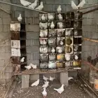 حمام فرنسي سوبر جامبو عدده تقريبا  20 جوز