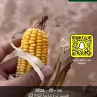 ذرة شاميه ب 7.5 ريال