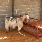 عنز صفرا طيبه
