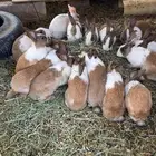 أرانب للبيع