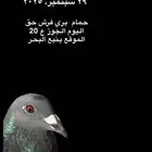 حمام بري فرش