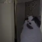 قطط