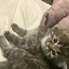 بسه للبيع