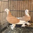 حمام دونك قلاب