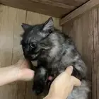 قطوة شرازيه حنونه