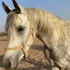 حصان عربي والبيع شعبي