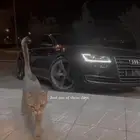 اودي