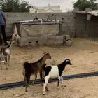 تيوس كفو