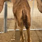 قعدان 5 على الحليب