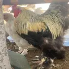 دجاج براهما