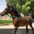 مهر شعبي