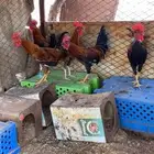 ديكه بلدي العدد 5