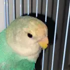 ببغاء روز اليف