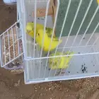 طيور حب او زينه لا اعلم