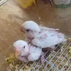 فروخ روز البينو