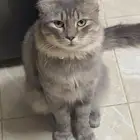 قط شيرازي للتبني - المجمعه