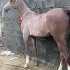 مهر شعبي مستقبل فاخر