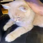 قطوه