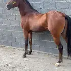 حصان جزيري سبوق منوت القاني