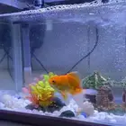 سمك زينه مع حوض كبير