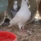 سلام عليكم ورحمة وبركاته ورحمة عرض حمام وديك ودجاجه