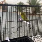 طيور الحب او البادجي