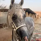 حصان شعبي حار رقص و تربيع وكل شي