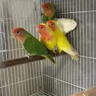 طيور روز على وشك الجهوزيه للبيع