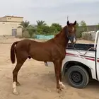 حصان للبيعع