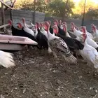 دجاج رومي