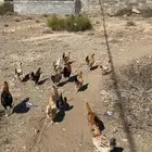 دجاج بلدي حضان