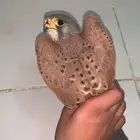 طير باشق اوشبوط للبيع بي30للبيع مستعجل لا يوجد توصيل