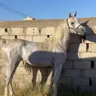 مجموعة خيل واهو وشعبيات