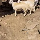 مشاريع فحول العمر من 9شهور وأقل