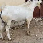 تيس بيشي