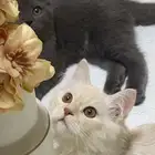 قطط للبيع