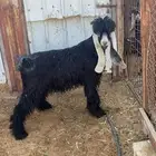 تيس عارضي عمره 4 شهور مشروع فحل