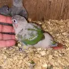 ( تم البيع )  فروخ كنيور