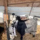 ماعز