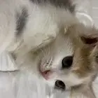 قطة للتبني فتره مؤقته