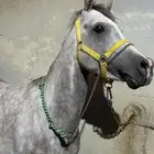 حصان عربي شعبي