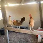 دجاج بياض