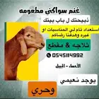 للبيع ذبايح طيبه سواكل مطعومه واسعار تنافس السوق