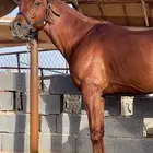 حصان شعبي طرب للبيع