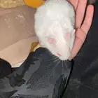 هامسترات للبيع